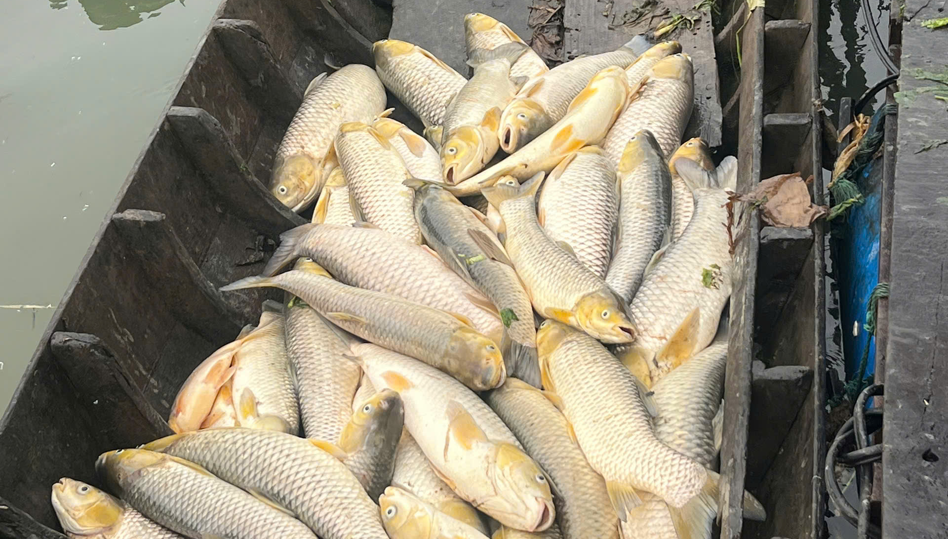 Cá bè chết bất thường trên sông Đồng Nai- Ảnh 3.