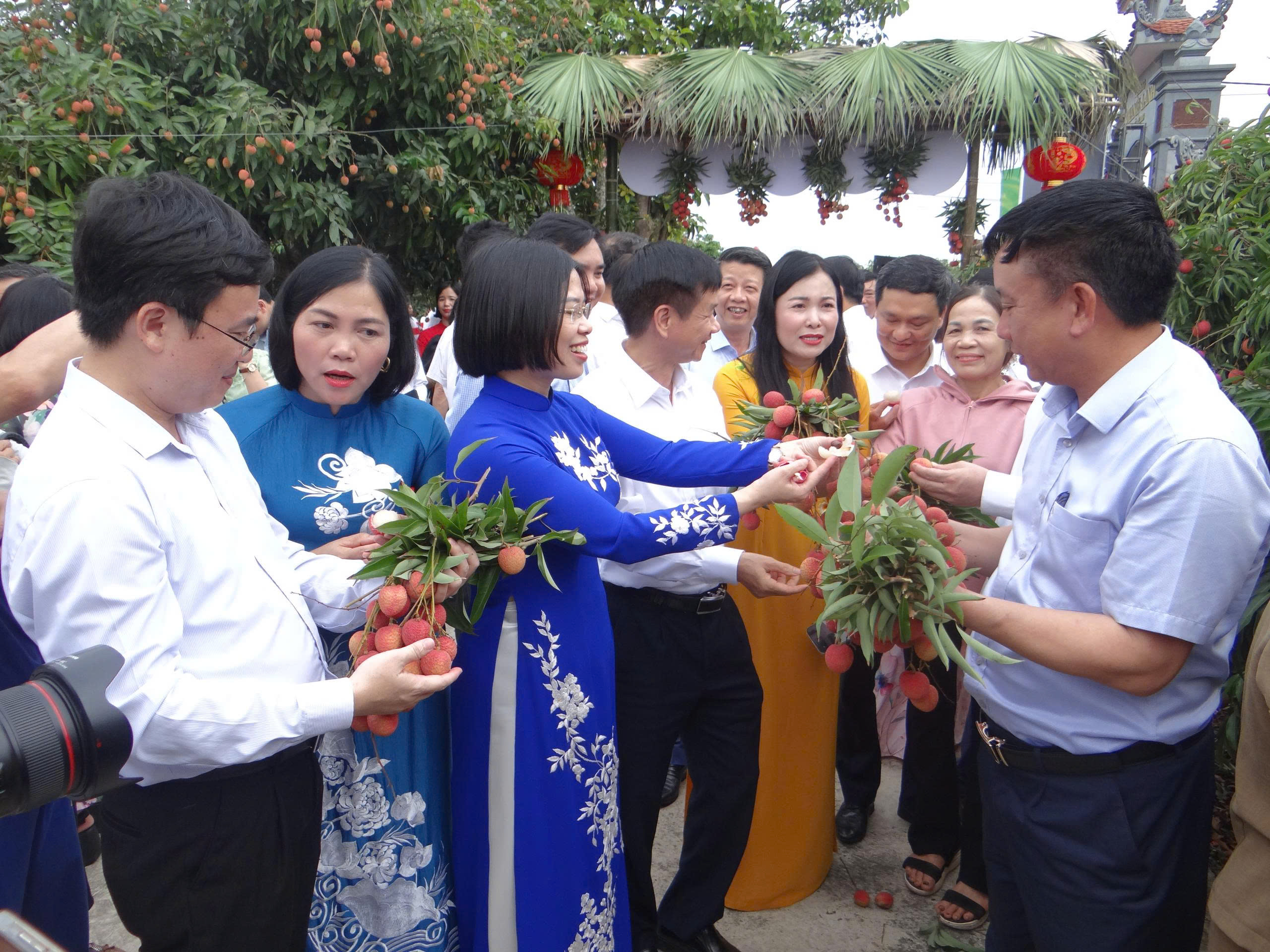 Hải Dương: Mở đầu một vụ vải thắng lợi- Ảnh 2. Hải Dương: Mở đầu một vụ vải thắng lợi- Ảnh 2.