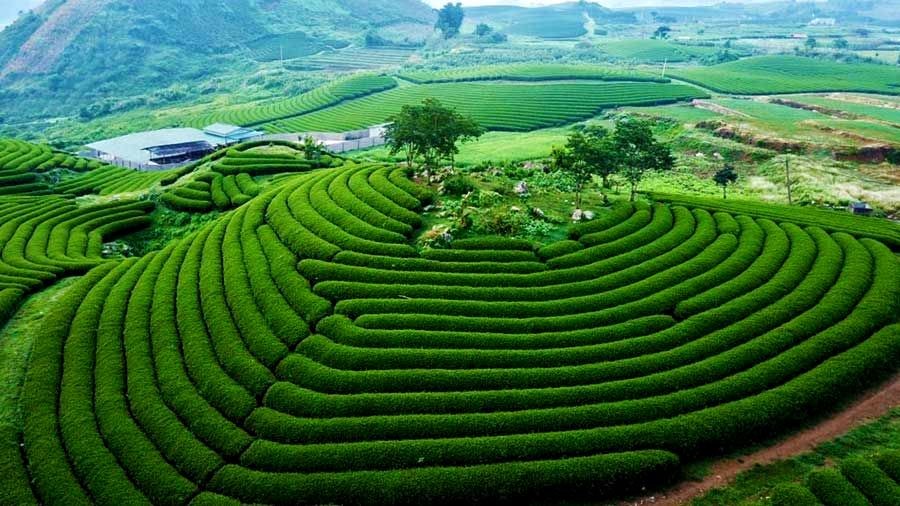 KDLQG Mộc Châu sẽ là vùng trọng điểm phát triển kinh tế phía Nam của tỉnh Sơn La. KDLQG Mộc Châu sẽ là vùng trọng điểm phát triển kinh tế phía Nam của tỉnh Sơn La.