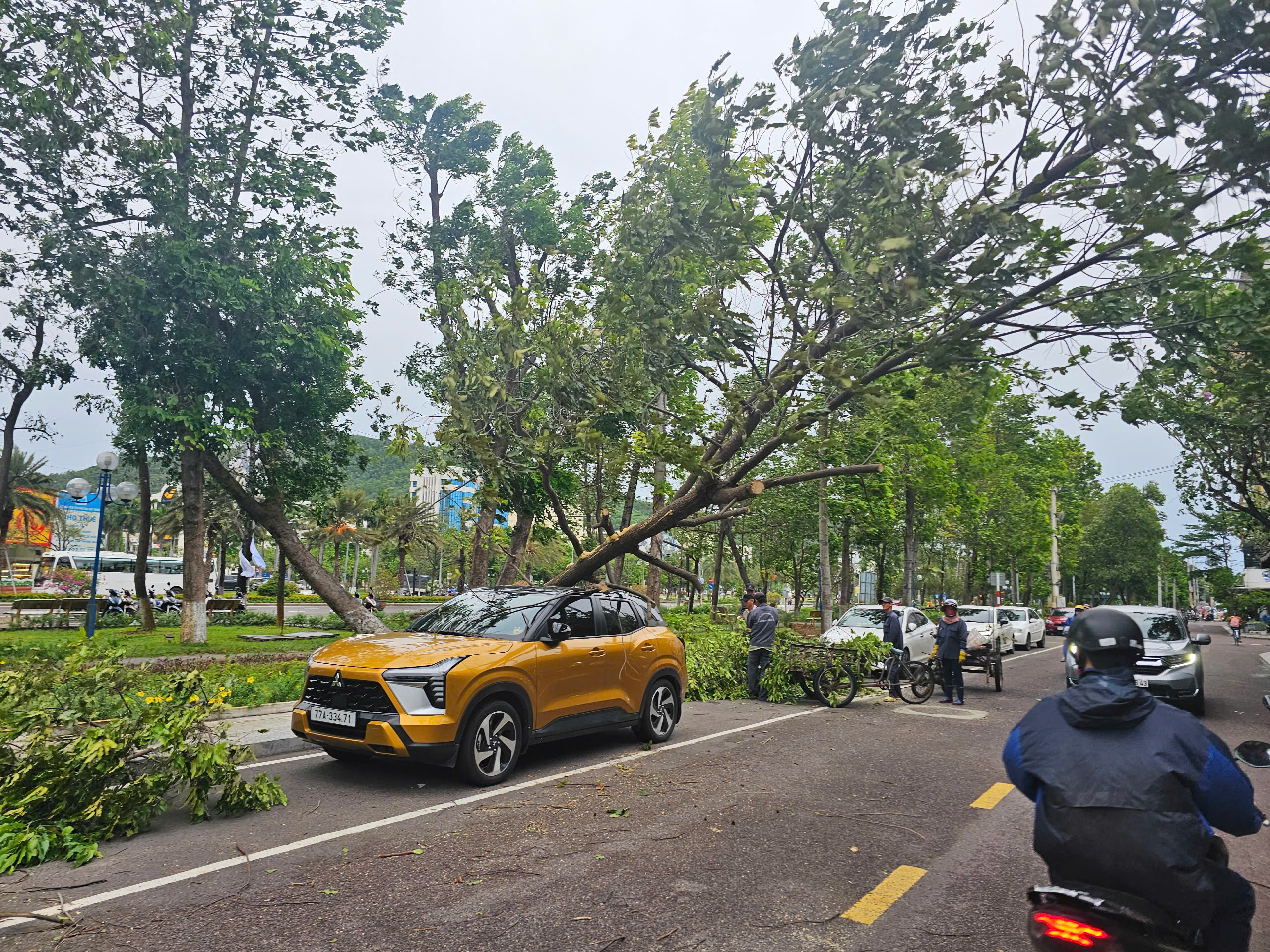 Bình Định: Cây bật gốc giữa phố đè trúng người phụ nữ đi xe máy- Ảnh 1. Bình Định: Cây bật gốc giữa phố đè trúng người phụ nữ đi xe máy- Ảnh 1.