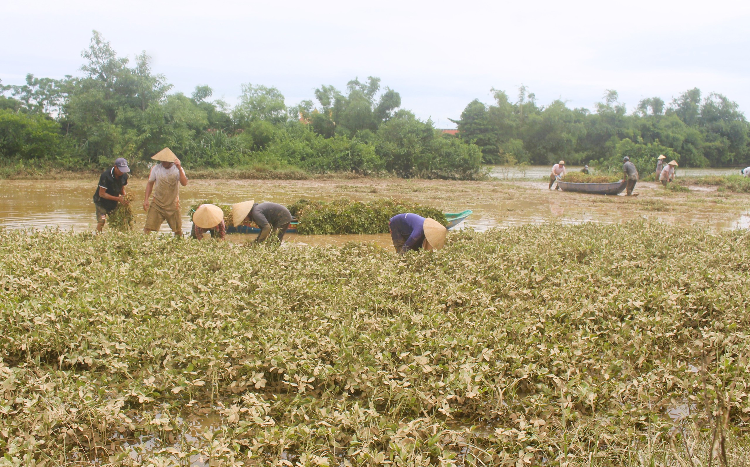Lũ dữ bất thường gây nhiều thiệt hại, người dân Quảng Trị, Huế nỗ lực khắc phục- Ảnh 2.