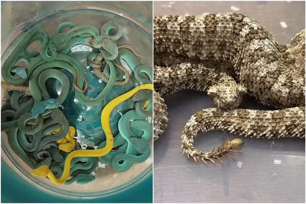 Tá hỏa hành khách đưa 40 con rắn, nhiều con có độc lên máy bay- Ảnh 1. Tá hỏa hành khách đưa 40 con rắn, nhiều con có độc lên máy bay- Ảnh 1.