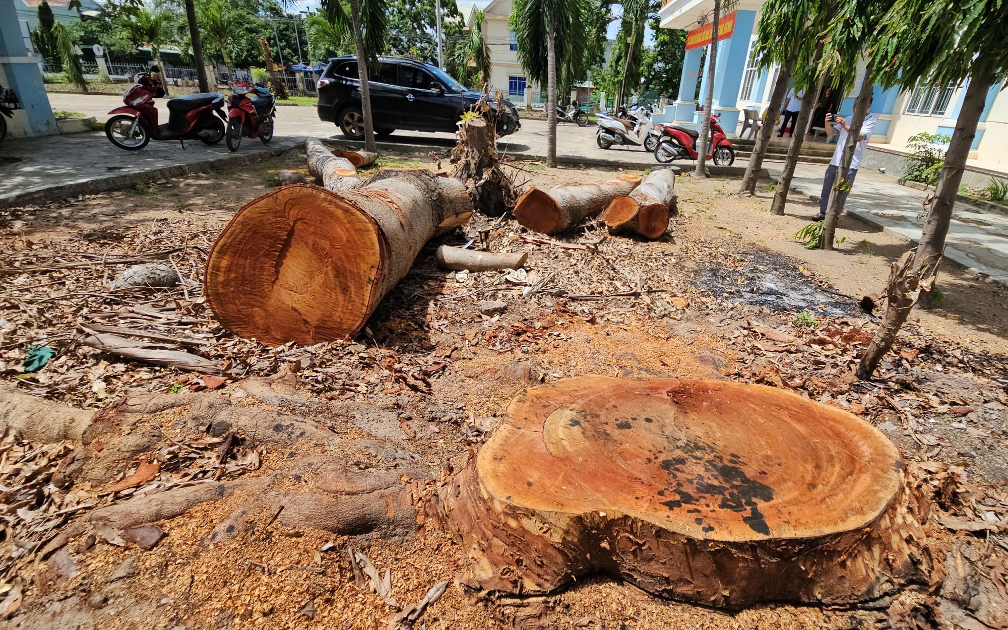 Gia Lai: Xác minh việc UBND phường chặt cây cổ thụ trong khuôn viên đem bán