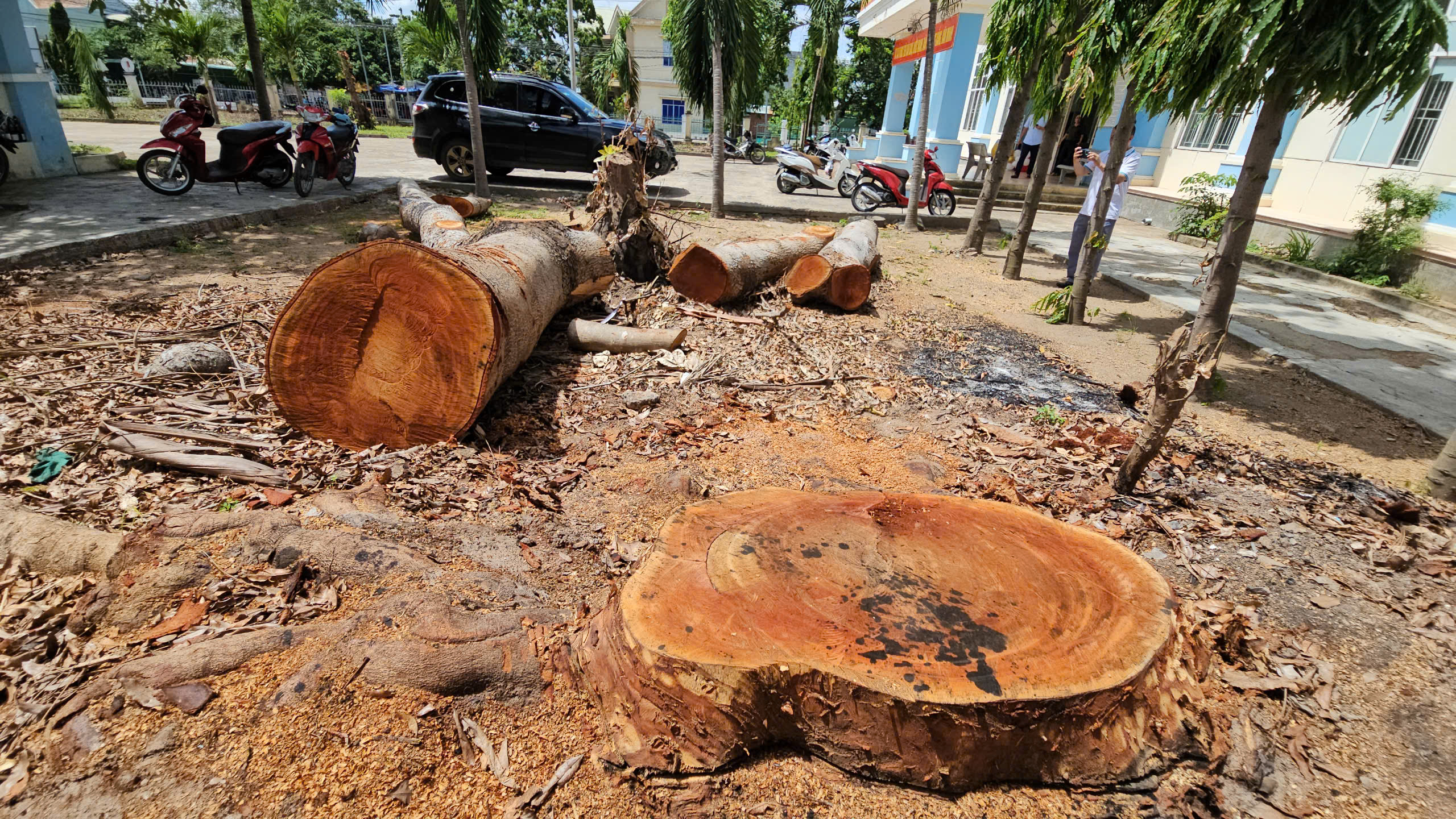 Gia Lai: Xác minh việc UBND phường chặt cây cổ thụ trong khuôn viên đem bán- Ảnh 1. Gia Lai: Xác minh việc UBND phường chặt cây cổ thụ trong khuôn viên đem bán- Ảnh 1.