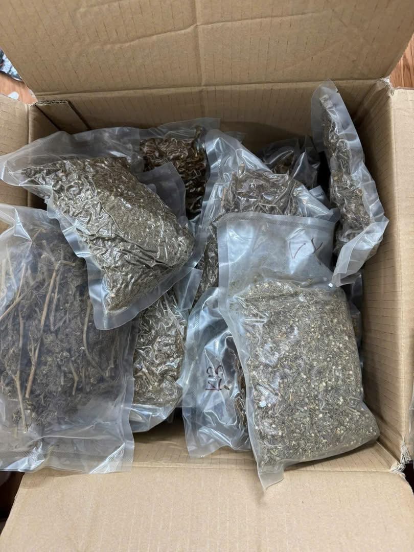 Tuyên Quang: Triệt phá đường dây buôn bán cần sa, thu giữ 10kg chất gây nghiện- Ảnh 1. Tuyên Quang: Triệt phá đường dây buôn bán cần sa, thu giữ 10kg chất gây nghiện- Ảnh 1.