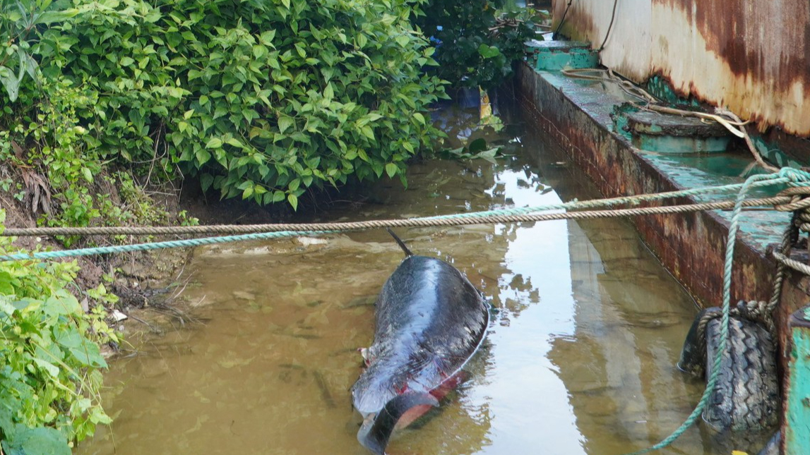 Chôn cất xác cá heo nặng khoảng 130kg trôi dạt trên sông Ông Đốc- Ảnh 2. Chôn cất xác cá heo nặng khoảng 130kg trôi dạt trên sông Ông Đốc- Ảnh 2.