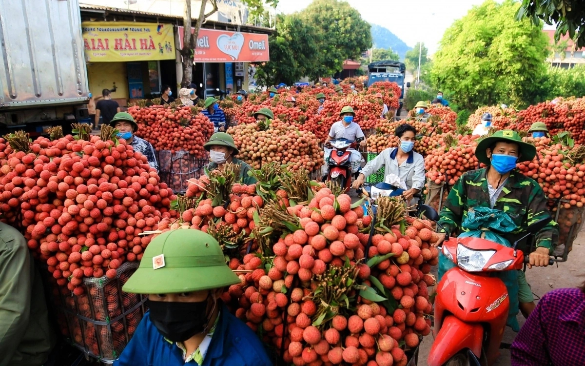 Đặc sắc chương trình du lịch “Vải thiều Lục Ngạn - Tinh hoa trái cây Việt'