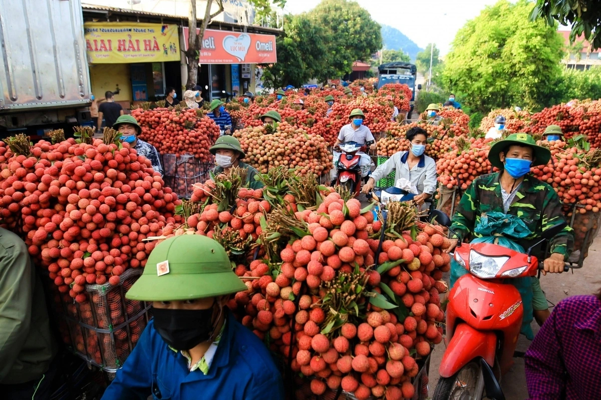 Đặc sắc chương trình du lịch “Vải thiều Lục Ngạn - Tinh hoa trái cây Việt"- Ảnh 1. Đặc sắc chương trình du lịch “Vải thiều Lục Ngạn - Tinh hoa trái cây Việt"- Ảnh 1.