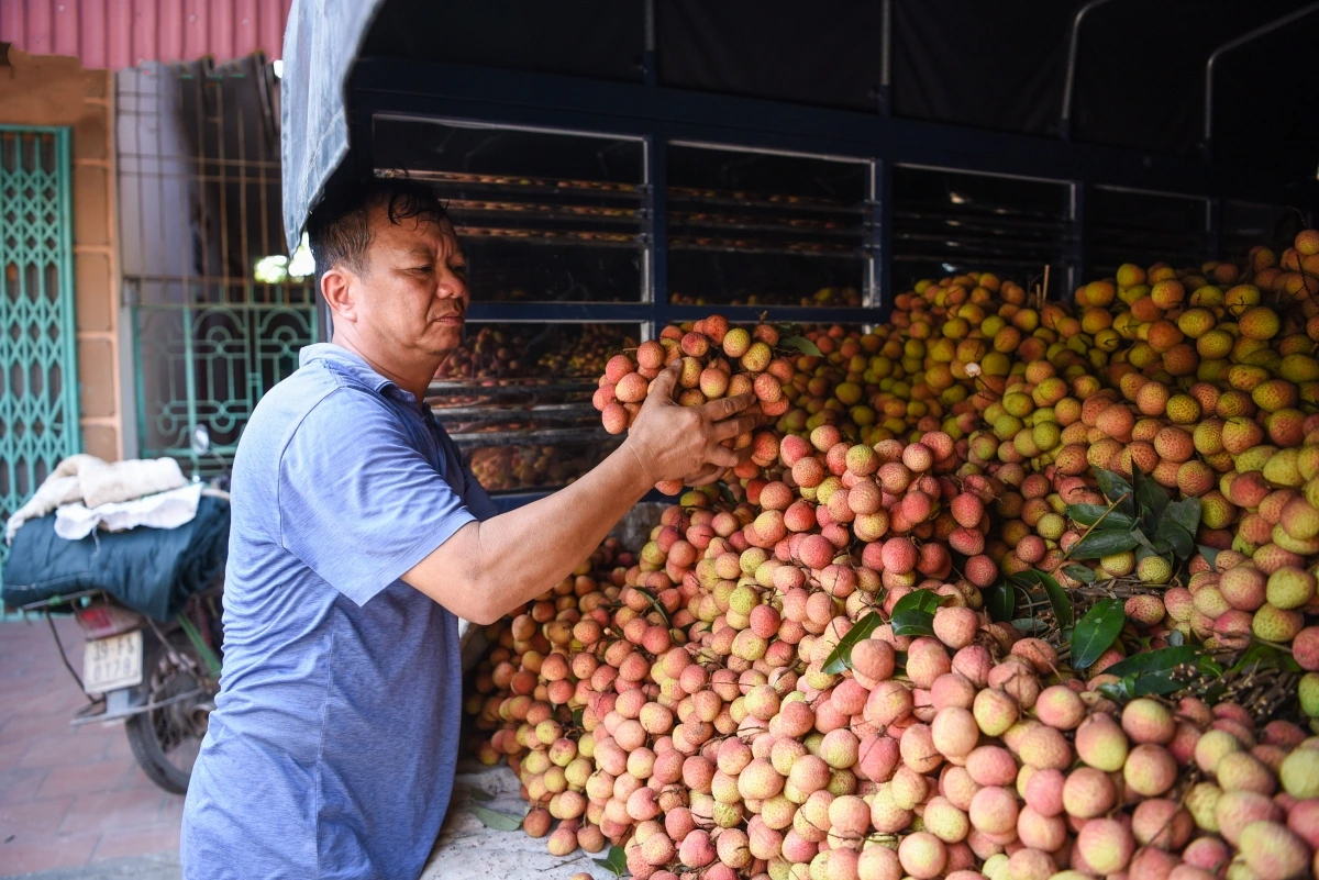 Vải sớm Tân Yên bắt đầu thu hoạch, kỳ vọng một vụ mùa thắng lợi- Ảnh 3. Vải sớm Tân Yên bắt đầu thu hoạch, kỳ vọng một vụ mùa thắng lợi- Ảnh 3.
