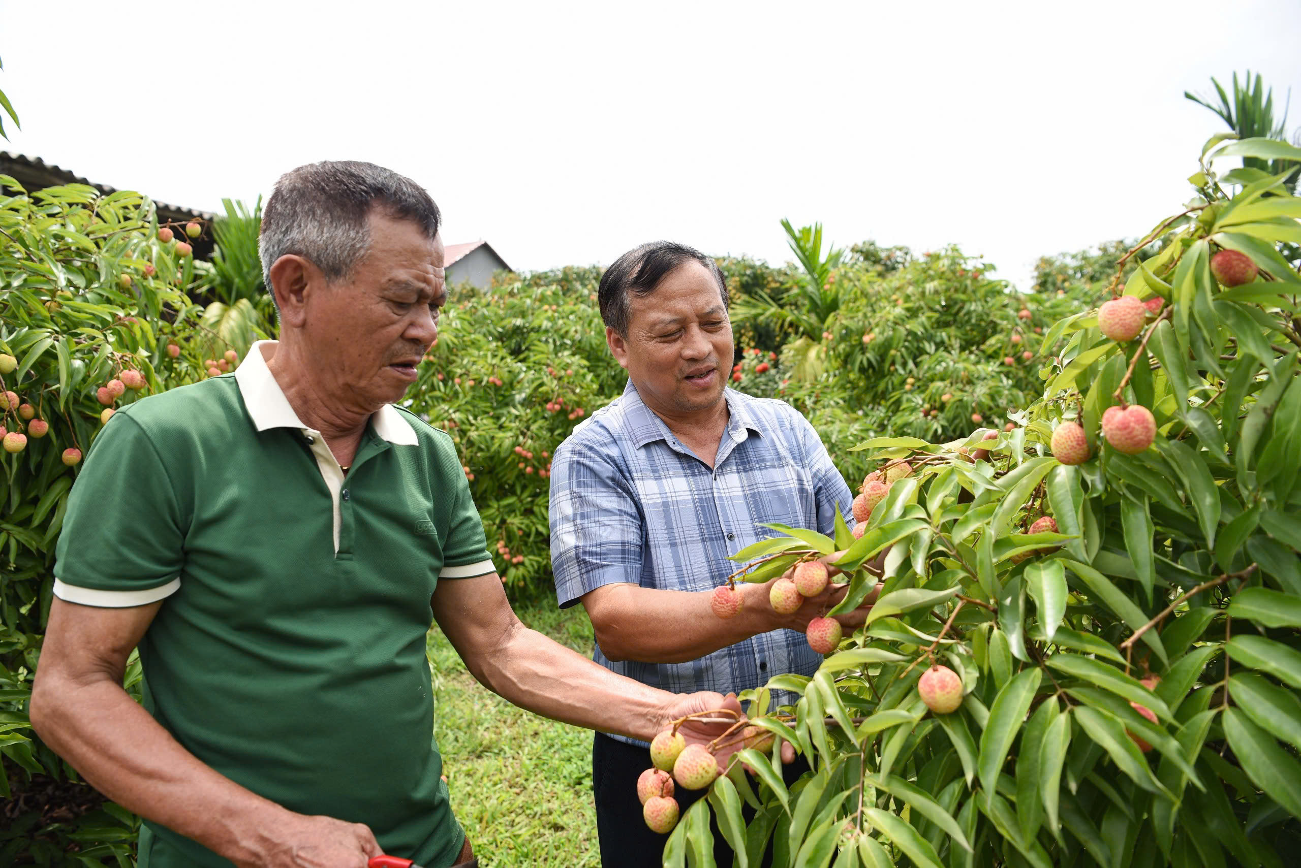 Vải sớm Tân Yên bắt đầu thu hoạch, kỳ vọng một vụ mùa thắng lợi- Ảnh 2. Vải sớm Tân Yên bắt đầu thu hoạch, kỳ vọng một vụ mùa thắng lợi- Ảnh 2.