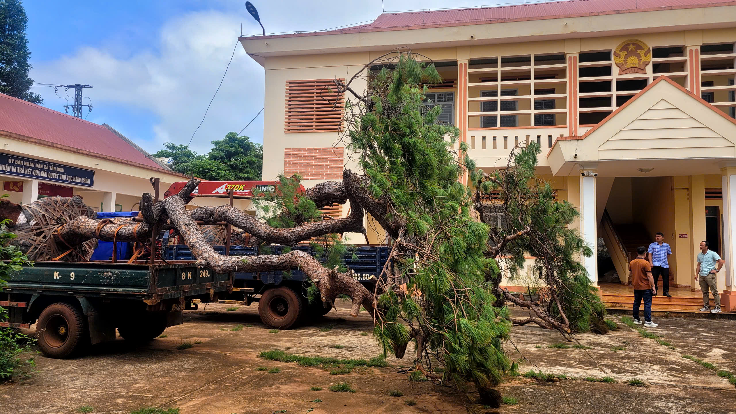 Gia Lai: Bị phát hiện chở thông khủng dáng bonsai, hai tài xế "bỏ của chạy lấy người"- Ảnh 2. Gia Lai: Bị phát hiện chở thông khủng dáng bonsai, hai tài xế "bỏ của chạy lấy người"- Ảnh 2.