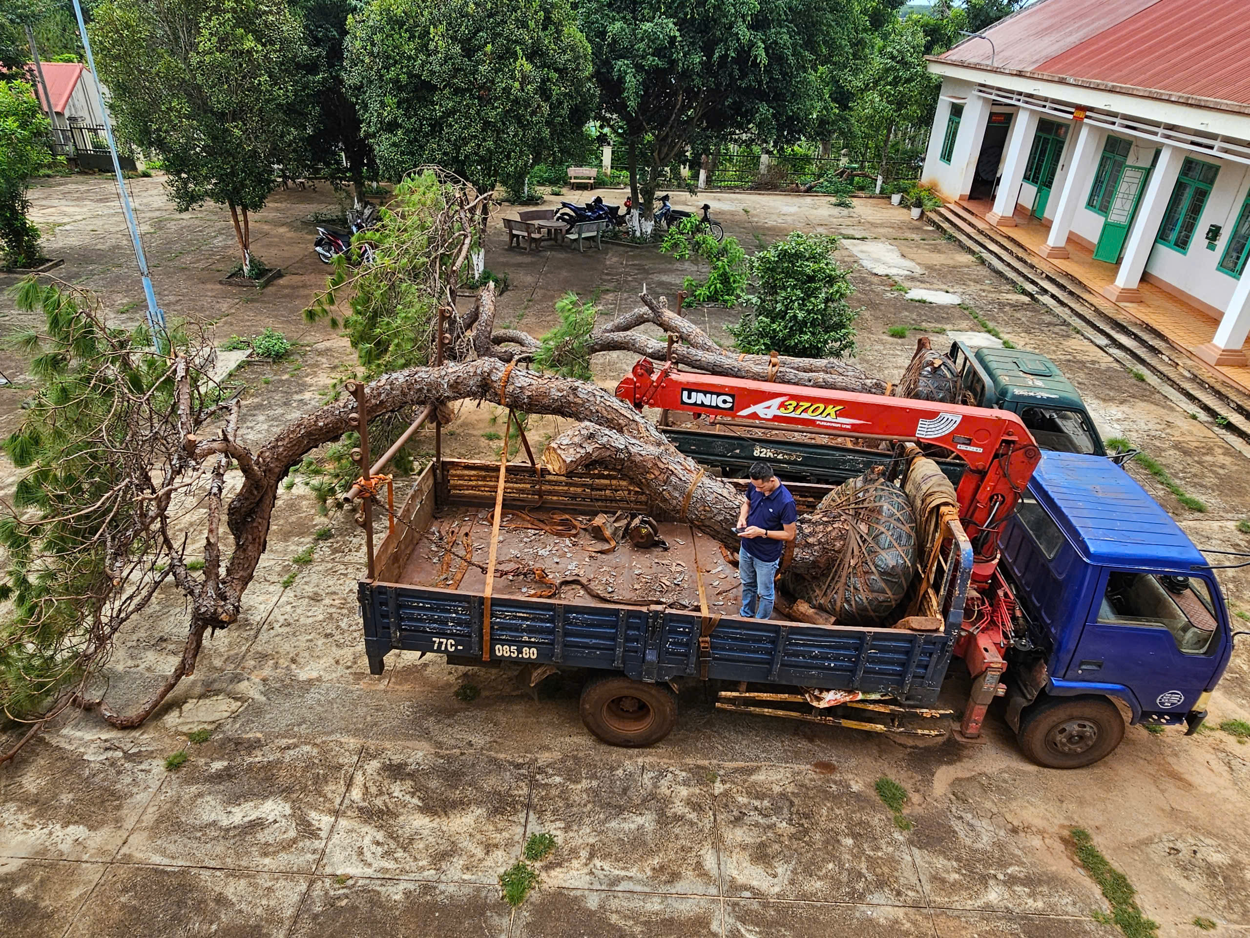 Gia Lai: Bị phát hiện chở thông khủng dáng bonsai, hai tài xế "bỏ của chạy lấy người"- Ảnh 1. Gia Lai: Bị phát hiện chở thông khủng dáng bonsai, hai tài xế "bỏ của chạy lấy người"- Ảnh 1.