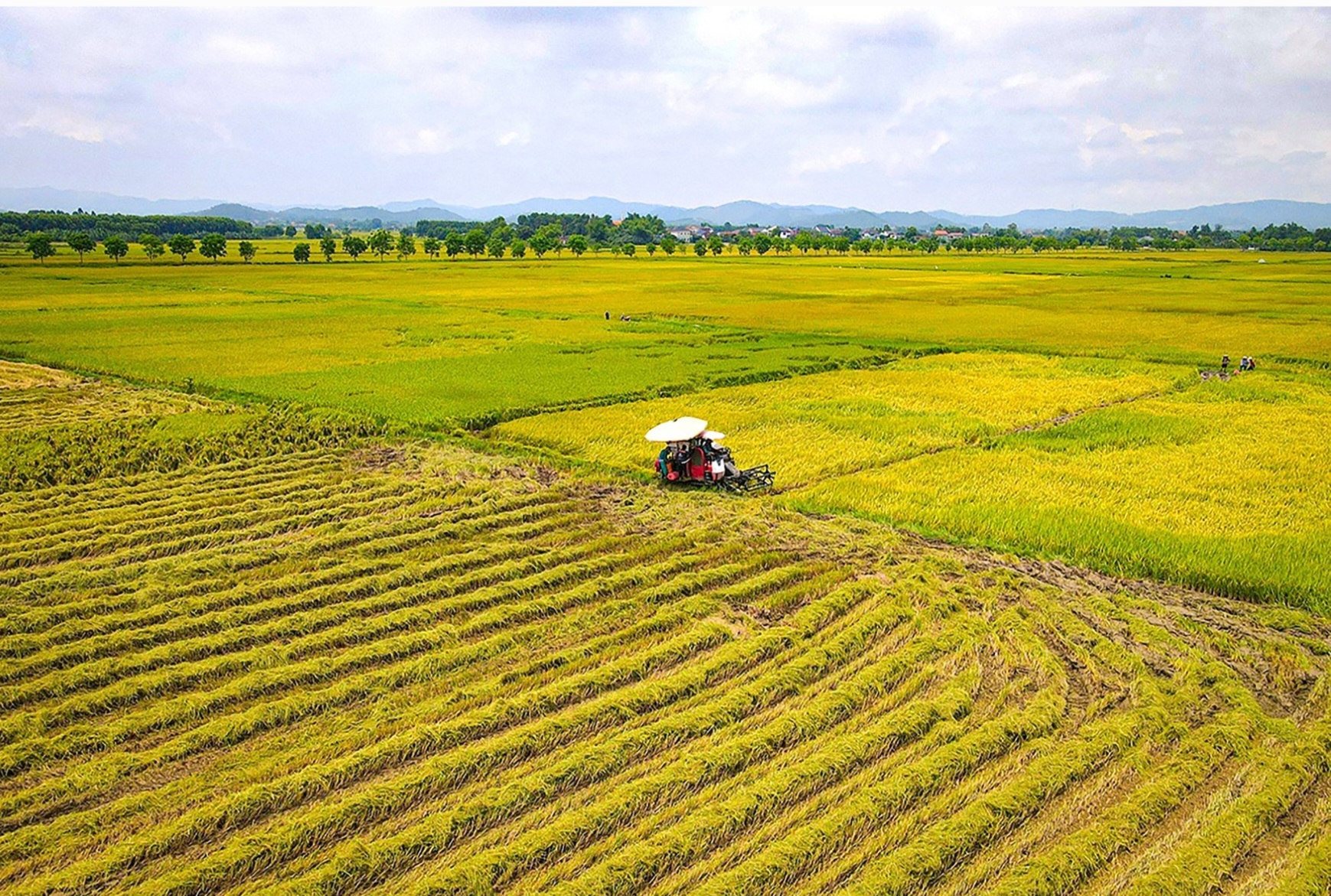 Năng suất lúa ở Hà Tĩnh tăng cao nhờ ứng dụng khoa học kỹ thuật- Ảnh 2. Năng suất lúa ở Hà Tĩnh tăng cao nhờ ứng dụng khoa học kỹ thuật- Ảnh 2.