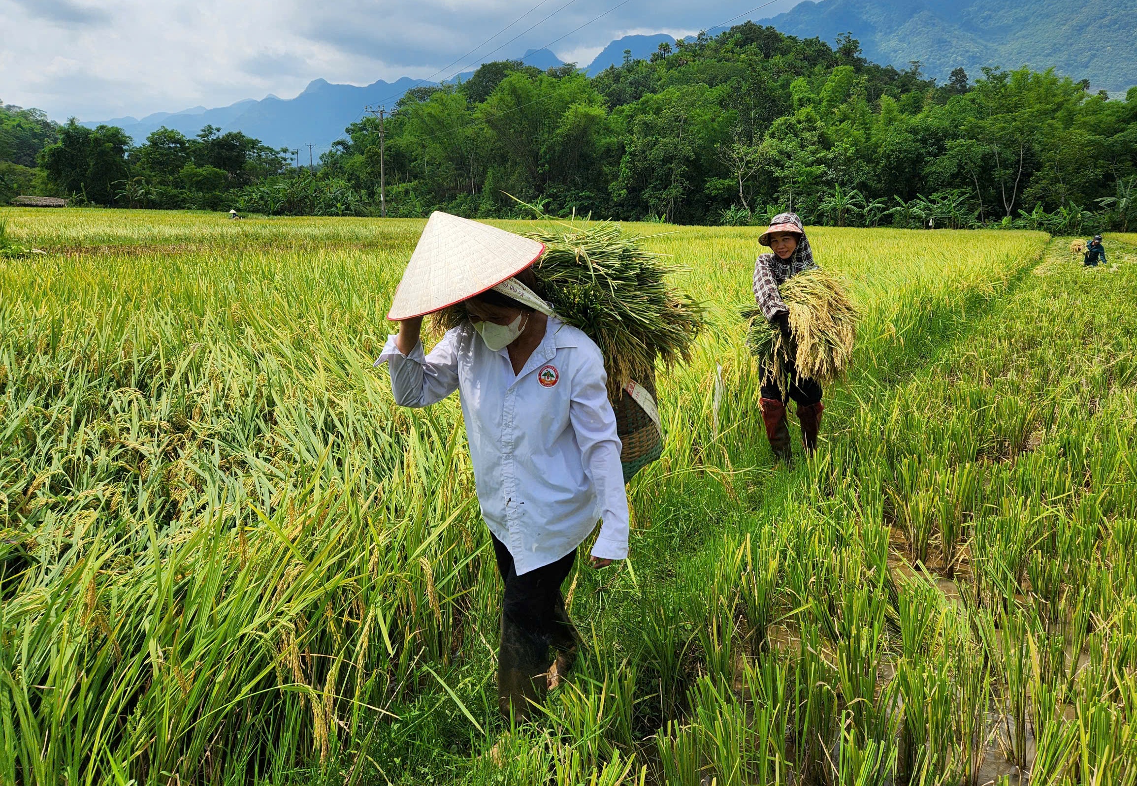 Miền Tây Thanh Hóa đẹp mê hồn giữa núi rừng, thác đổ và mùa vàng- Ảnh 10.