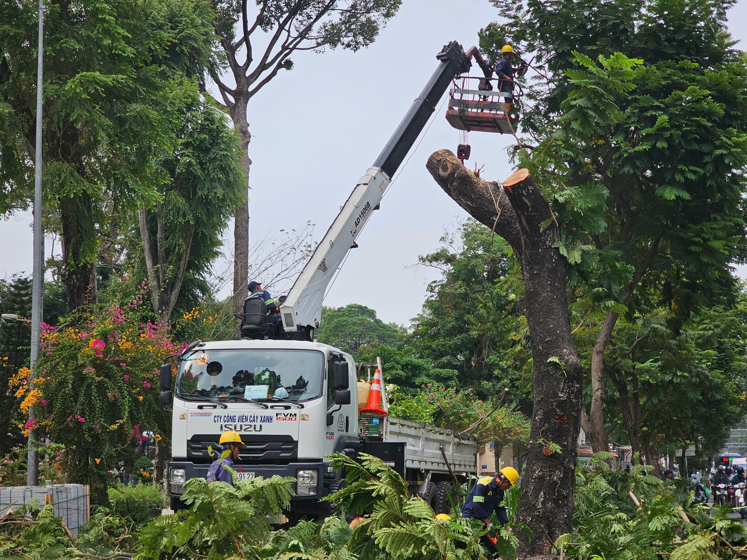 TP.HCM giải bài toán hơn 8.100 cây cổ thụ có nguy cơ mất an toàn- Ảnh 6. TP.HCM giải bài toán hơn 8.100 cây cổ thụ có nguy cơ mất an toàn- Ảnh 6.