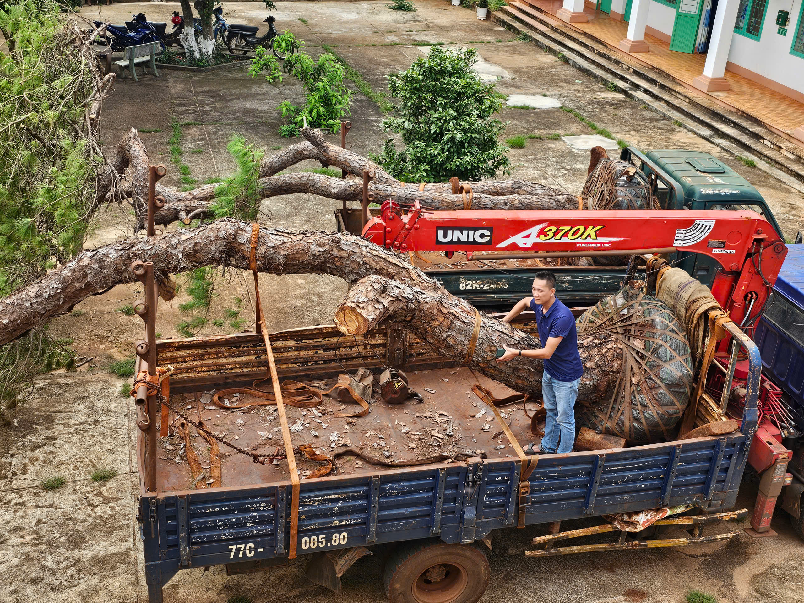 Gia Lai: Làm rõ nguồn gốc hai cây thông khủng vận chuyển lúc rạng sáng- Ảnh 1. Gia Lai: Làm rõ nguồn gốc hai cây thông khủng vận chuyển lúc rạng sáng- Ảnh 1.