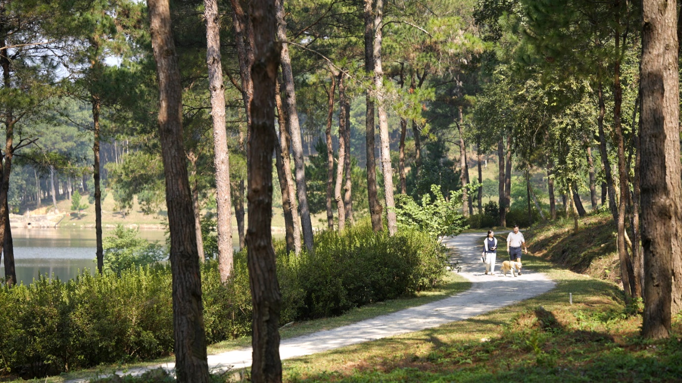 Thanh Xuan Valley, điểm chạm chăm sóc sức khỏe giữa triệu tán thông- Ảnh 2. A group of people walking on a path in a forest AI-generated content may be incorrect.