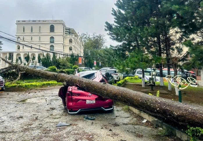 Lâm Đồng: Mưa lớn, nhiều ô tô bị cây cổ thụ ngã đè hư hỏng, biến dạng- Ảnh 1.
