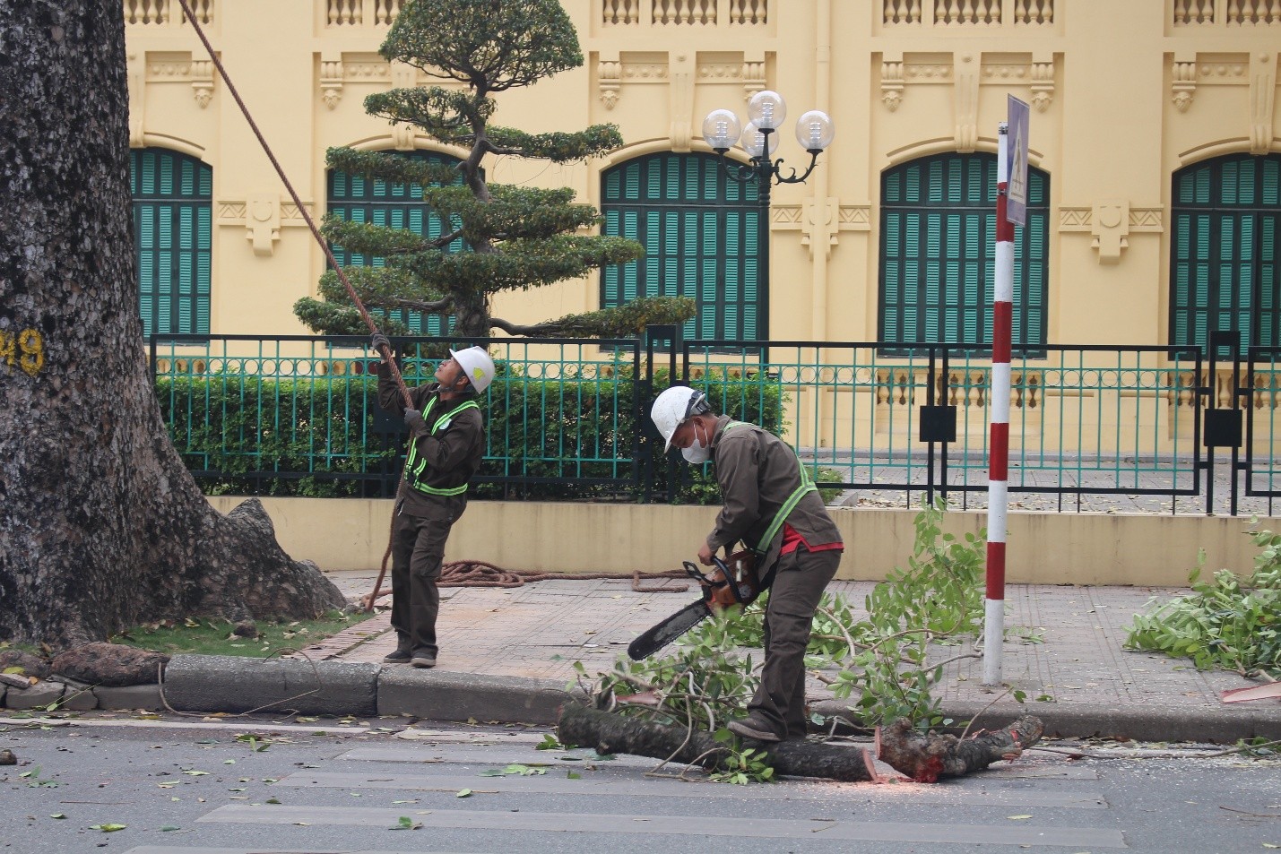 Hà Nội: Dịch chuyển, chặt hạ 24 cây xanh để thi công mở rộng đường Hùng Vương kéo dài- Ảnh 1.