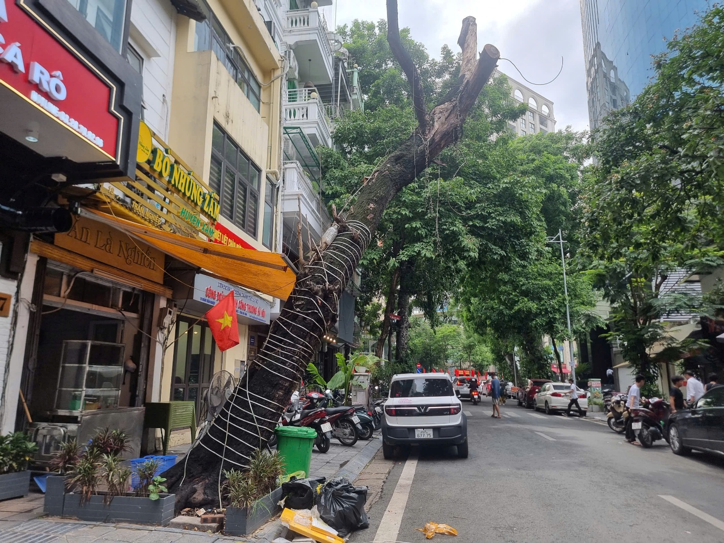 Cần sớm thay nhiều cây xanh đô thị chết khô ở Hà Nội- Ảnh 1. Cần sớm thay nhiều cây xanh đô thị chết khô ở Hà Nội- Ảnh 1.