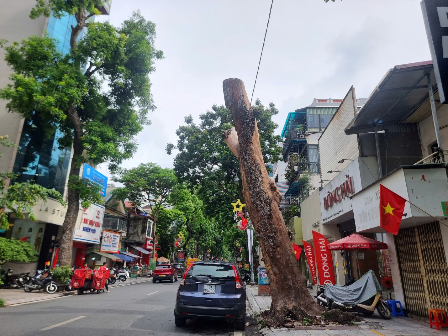 Cần sớm thay nhiều cây xanh đô thị chết khô ở Hà Nội- Ảnh 3. Cần sớm thay nhiều cây xanh đô thị chết khô ở Hà Nội- Ảnh 3.