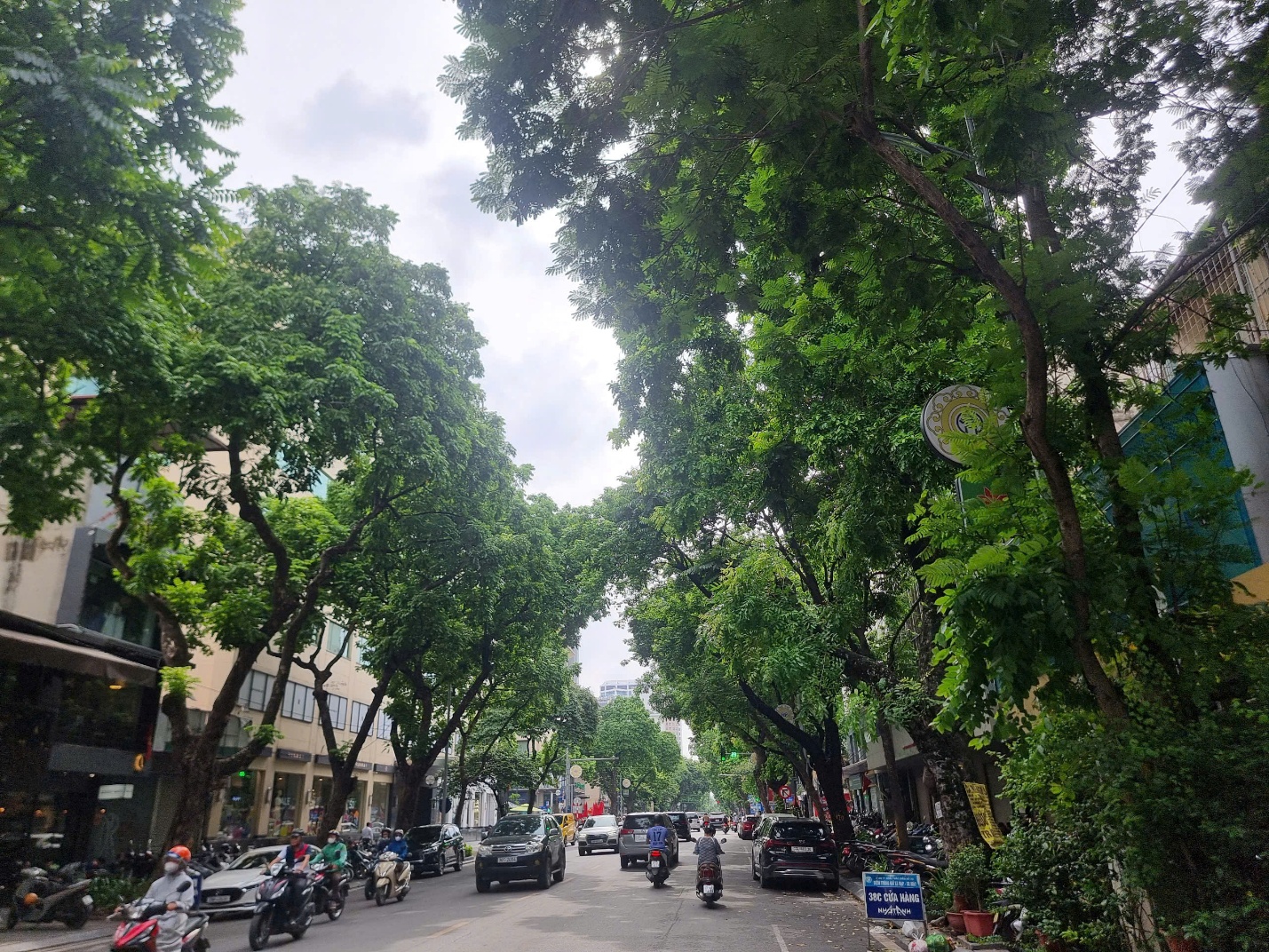 Cần sớm thay nhiều cây xanh đô thị chết khô ở Hà Nội- Ảnh 4. Cần sớm thay nhiều cây xanh đô thị chết khô ở Hà Nội- Ảnh 4.