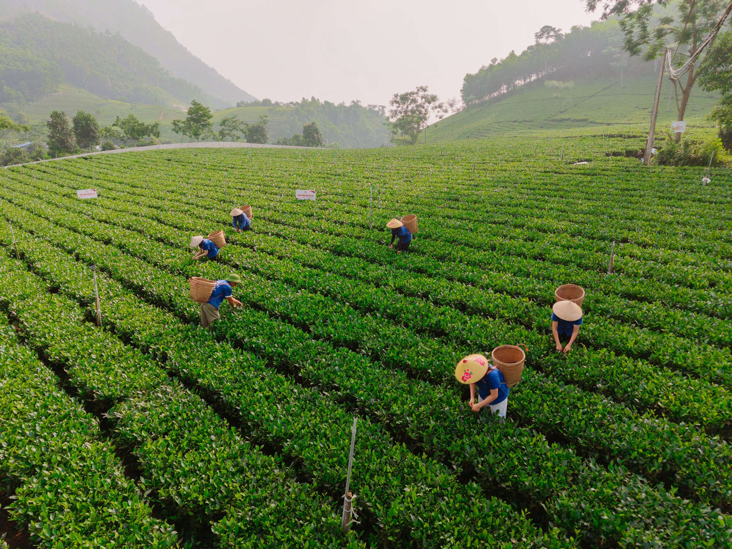 Đồng hành nâng tầm vóc cây chè Thái Nguyên- Ảnh 1. Đồng hành nâng tầm vóc cây chè Thái Nguyên- Ảnh 1.