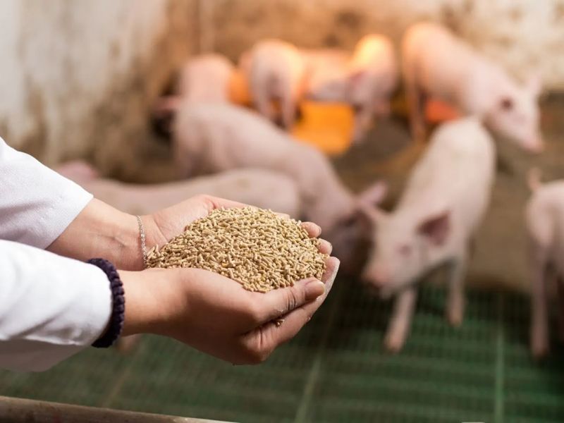 Bất nhất trong tính thuế giống và thức ăn chăn nuôi- Ảnh 1.