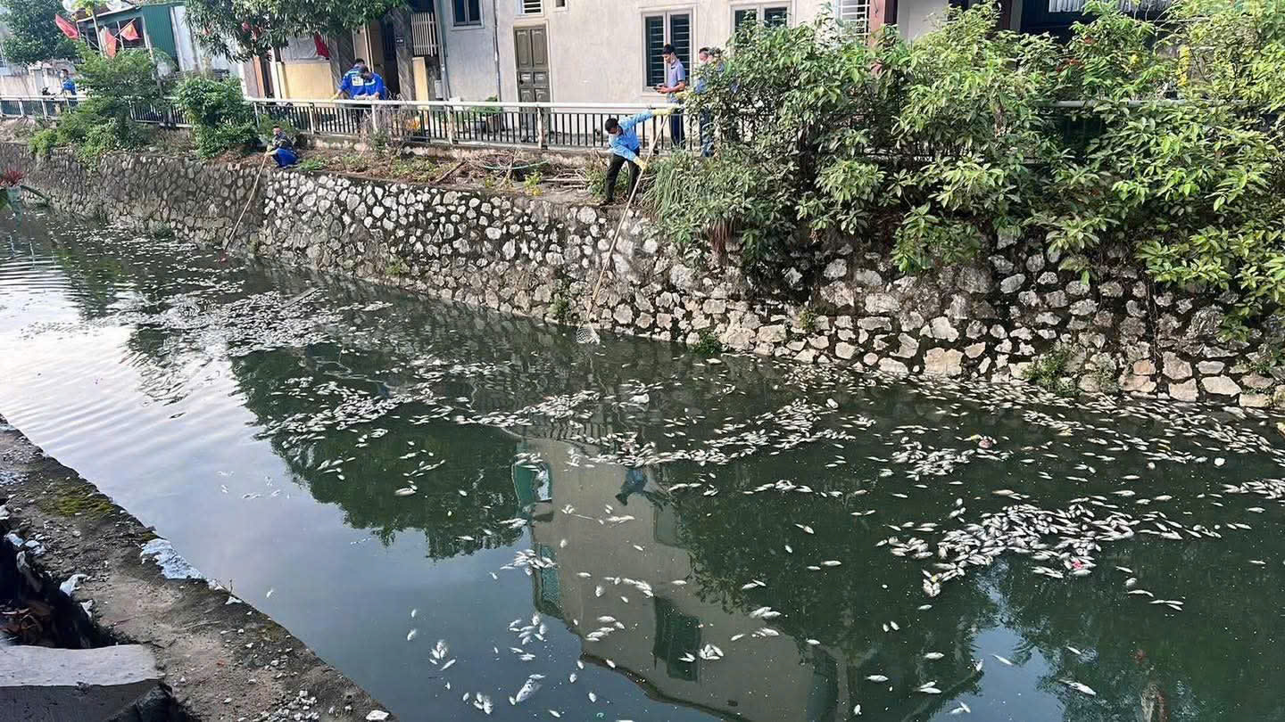 Nghệ An: Vì sao cá chết trắng trên kênh hào thành cổ Vinh?- Ảnh 1.