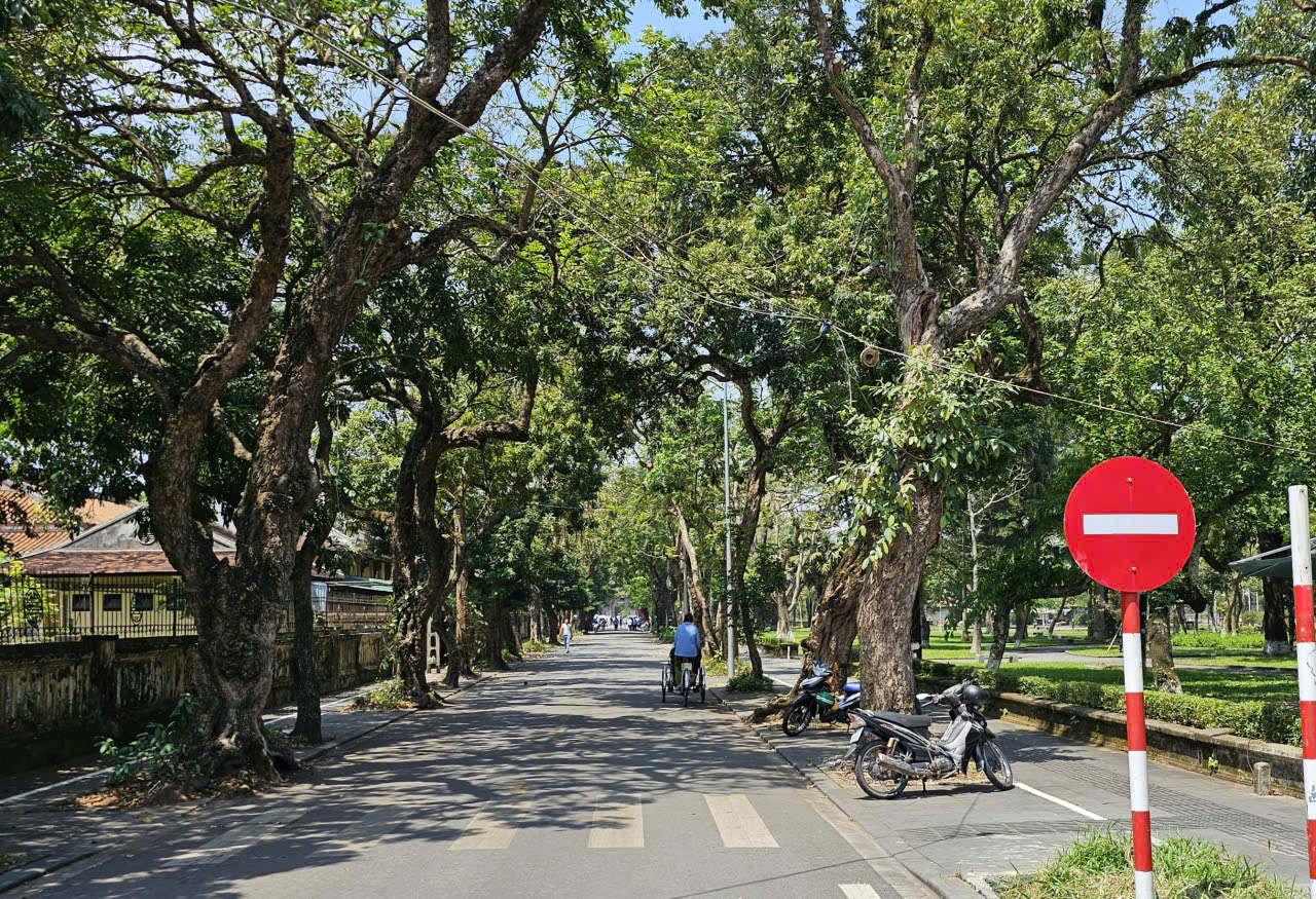 Huế: Rà soát cây xanh đô thị đảm bảo an toàn trước mùa mưa bão- Ảnh 1. Huế: Rà soát cây xanh đô thị đảm bảo an toàn trước mùa mưa bão- Ảnh 1.