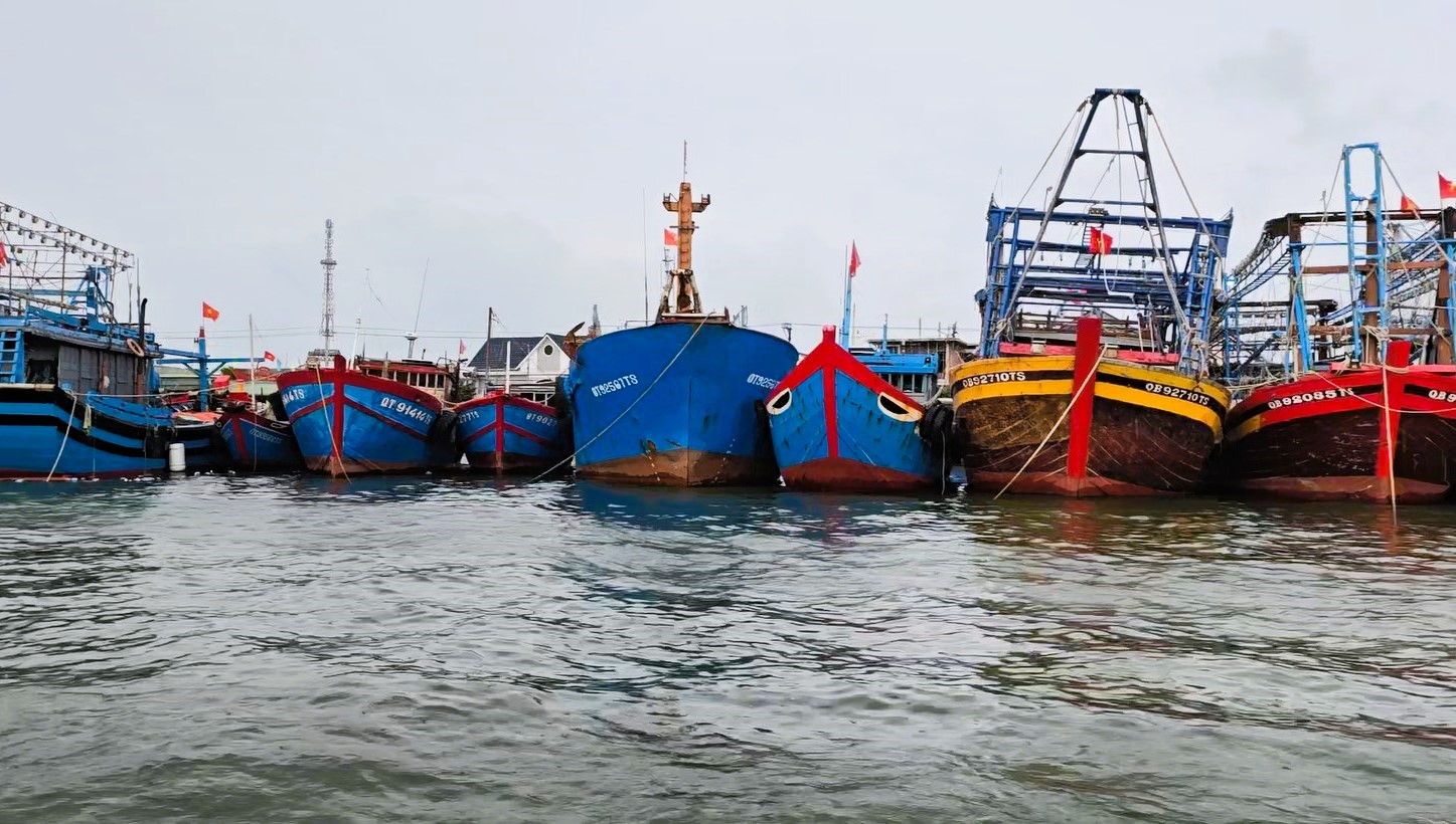 Quảng Trị: Tàu thuyền về bến neo đậu, người dân "gặt chạy bão" chằng chống nhà cửa- Ảnh 2. Quảng Trị: Tàu thuyền về bến neo đậu, người dân "gặt chạy bão" chằng chống nhà cửa- Ảnh 2.