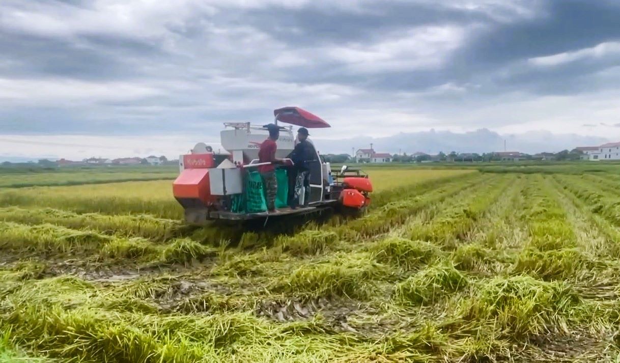 Quảng Trị: Tàu thuyền về bến neo đậu, người dân "gặt chạy bão" chằng chống nhà cửa- Ảnh 3. Quảng Trị: Tàu thuyền về bến neo đậu, người dân "gặt chạy bão" chằng chống nhà cửa- Ảnh 3.