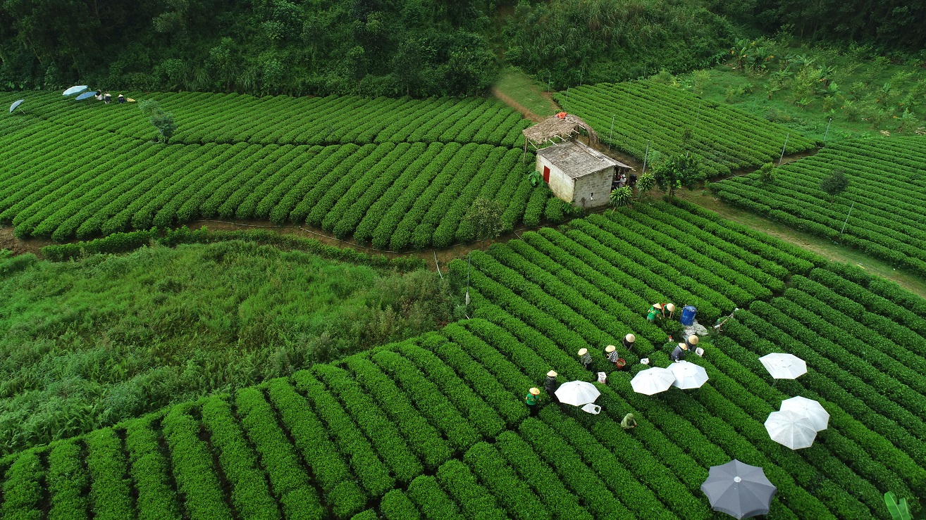 Giá trị đột phá của Trà Xanh Không Độ đến từ đâu?- Ảnh 6. Giá trị đột phá của Trà Xanh Không Độ đến từ đâu?- Ảnh 6.
