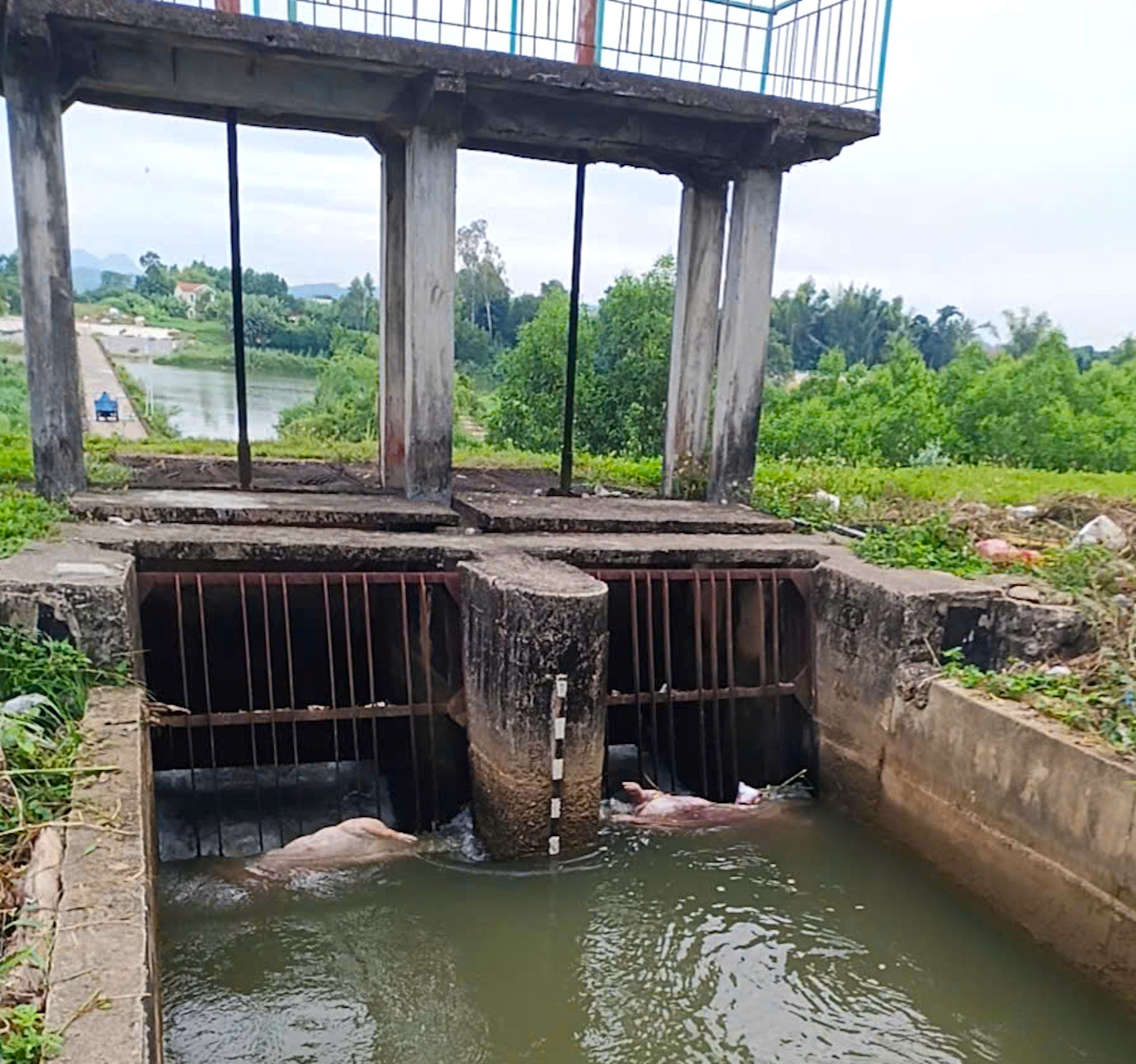 Quảng Ngãi: Khuyến khích người dân tố giác hành vi vứt xác lợn dịch ra môi trường- Ảnh 1. Quảng Ngãi: Khuyến khích người dân tố giác hành vi vứt xác lợn dịch ra môi trường- Ảnh 1.