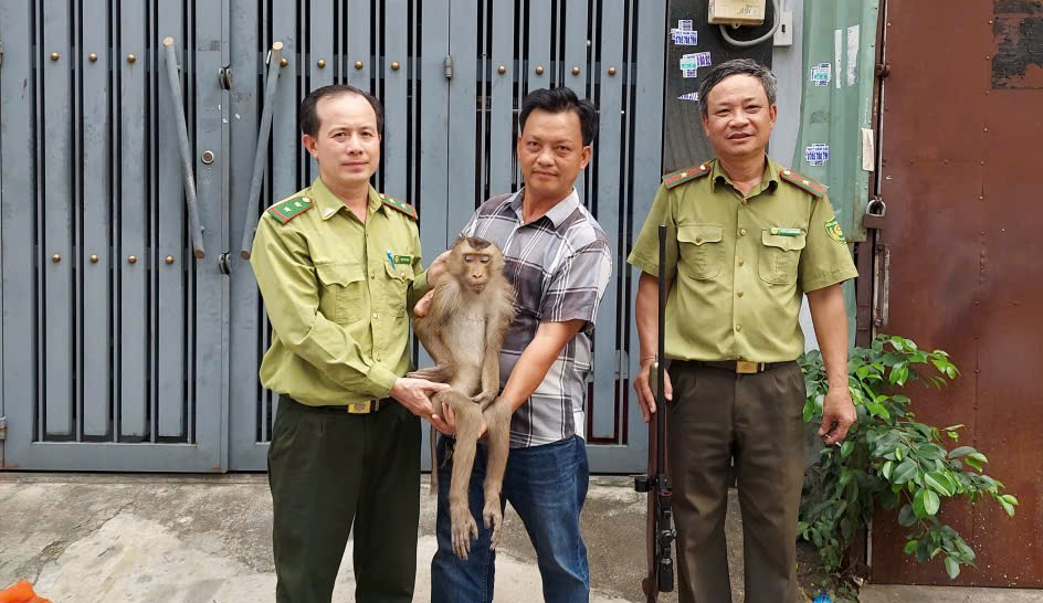 Dùng súng gây mê khống chế khỉ hoang quấy phá nhà dân ở Bình Hưng Hòa- Ảnh 1. Dùng súng gây mê khống chế khỉ hoang quấy phá nhà dân ở Bình Hưng Hòa- Ảnh 1.