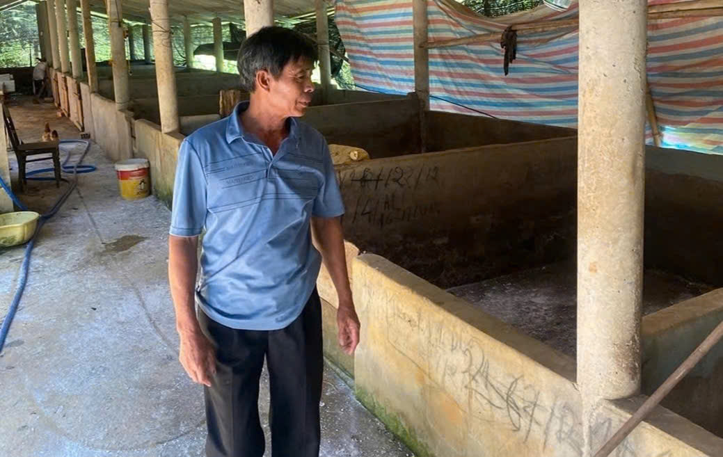 Huế: Tiêu hủy hơn 500 con lợn bị mắc dịch tả lợn châu Phi- Ảnh 1. Huế: Tiêu hủy hơn 500 con lợn bị mắc dịch tả lợn châu Phi- Ảnh 1.