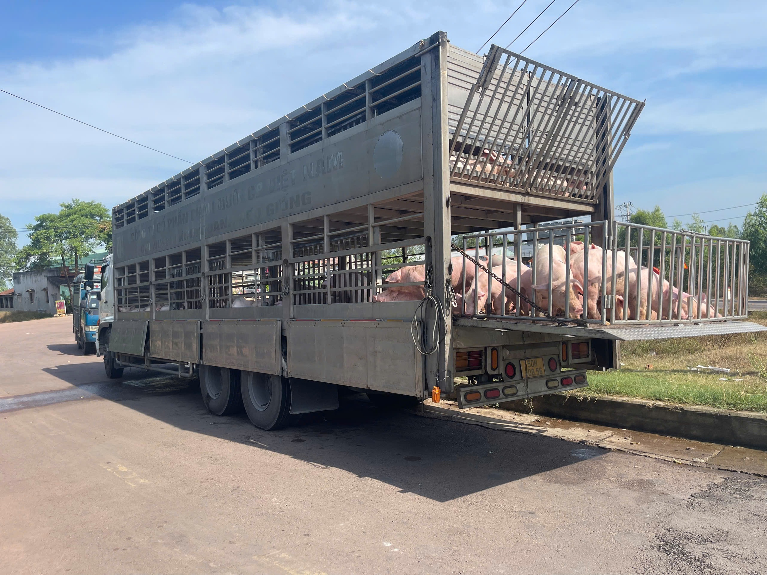 Gia Lai: Phát hiện xe tải chở 220 con heo nghi nhiễm dịch tả lợn châu Phi- Ảnh 1.