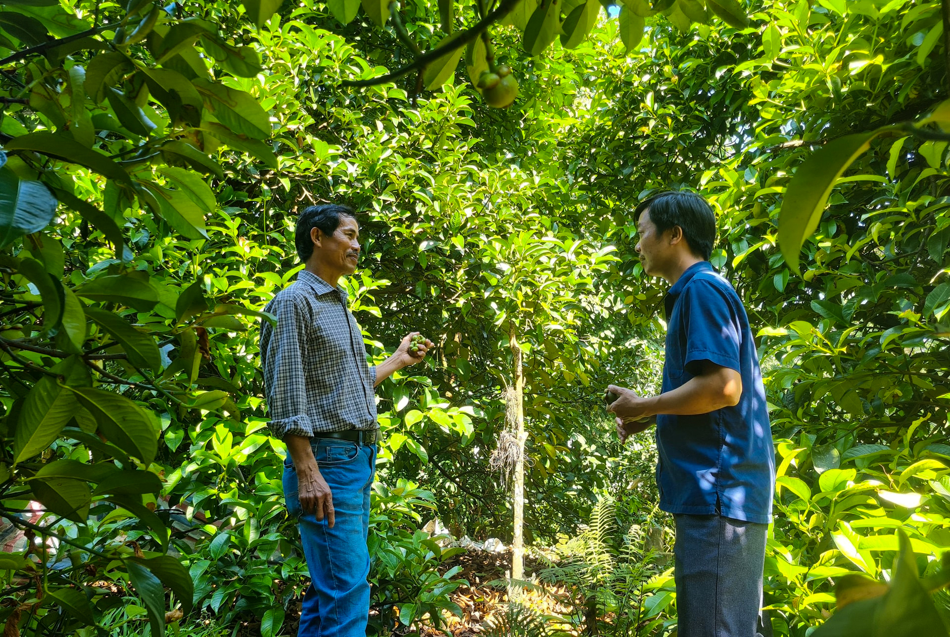 Đà Nẵng: Xã Sơn Cẩm Hà thu hút doanh nghiệp đầu tư, chú trọng phát triển kinh tế vườn- Ảnh 1.