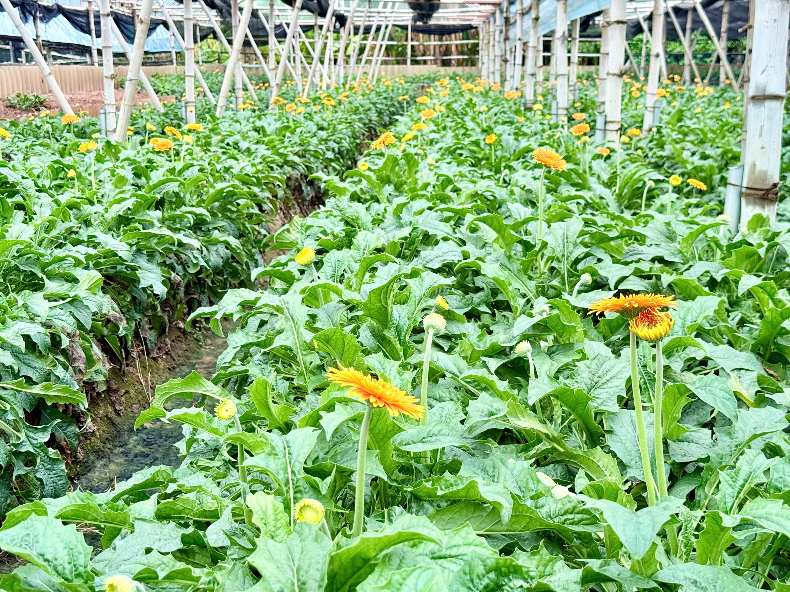 Đan Phượng: Từ điển hình nông thôn mới đến khát vọng đô thị văn minh- Ảnh 2.