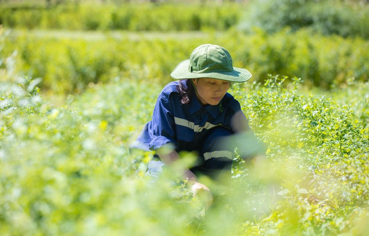 Tập đoàn TH: Tiên phong sản xuất nông nghiệp hữu cơ tại Việt Nam- Ảnh 6.