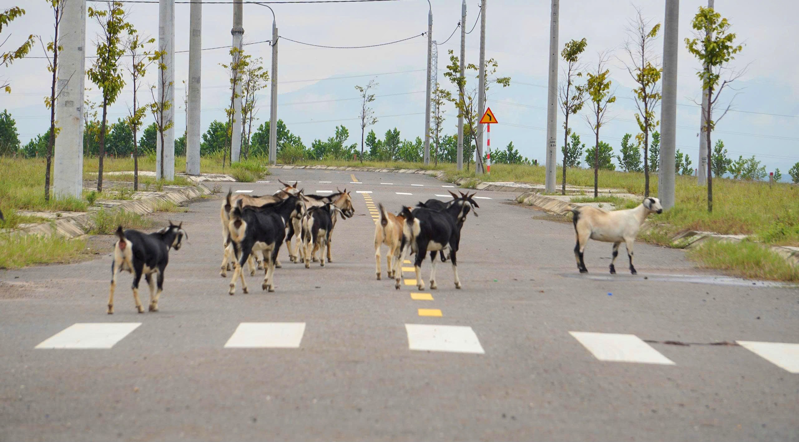 Khi nào hoàn thành khớp nối giao thông, thoát nước Cụm công nghiệp Cẩm Lệ?- Ảnh 2.