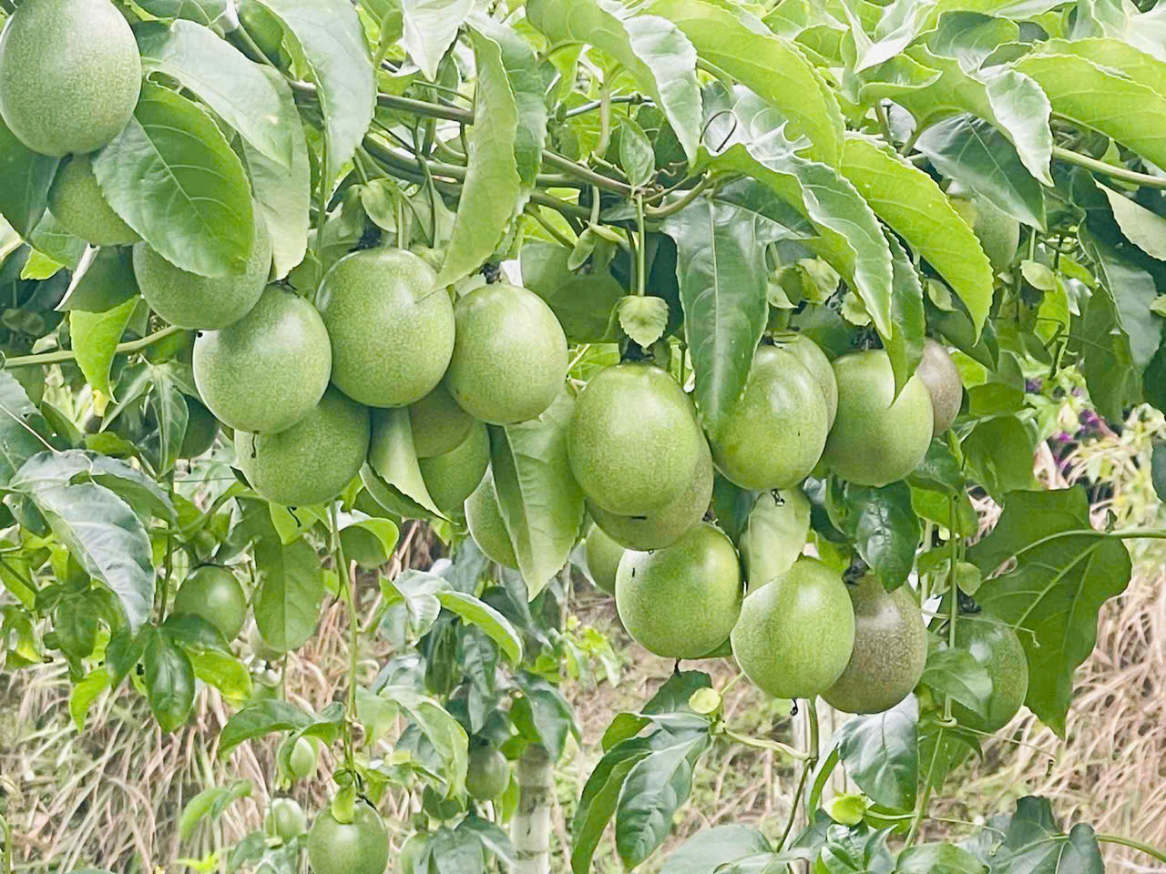 Mô hình trang trại kết hợp du lịch trong phát triển nông thôn mới tại Măng Đen- Ảnh 2. Mô hình trang trại kết hợp du lịch trong phát triển nông thôn mới tại Măng Đen- Ảnh 2.