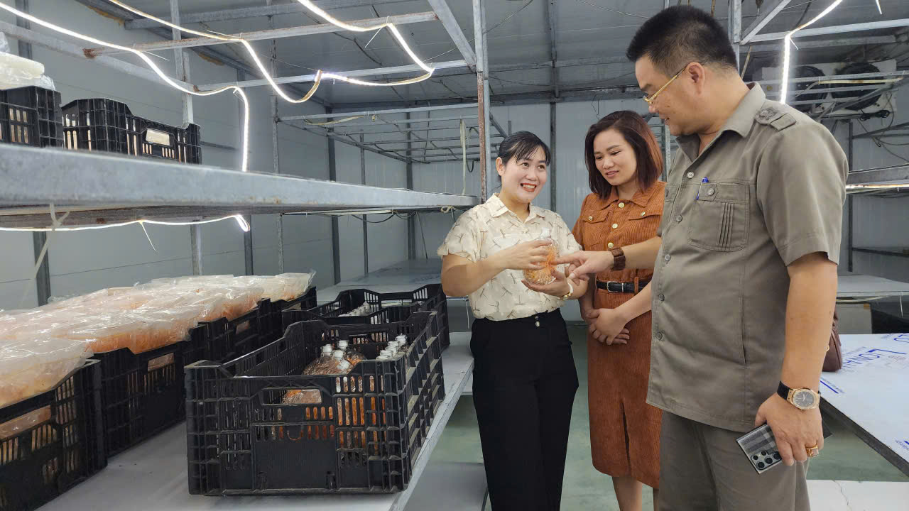 OCOP - Hướng đi bền vững trong hành trình xây dựng nông thôn mới kiểu mẫu ở Tam Đảo- Ảnh 2. OCOP - Hướng đi bền vững trong hành trình xây dựng nông thôn mới kiểu mẫu ở Tam Đảo- Ảnh 2.