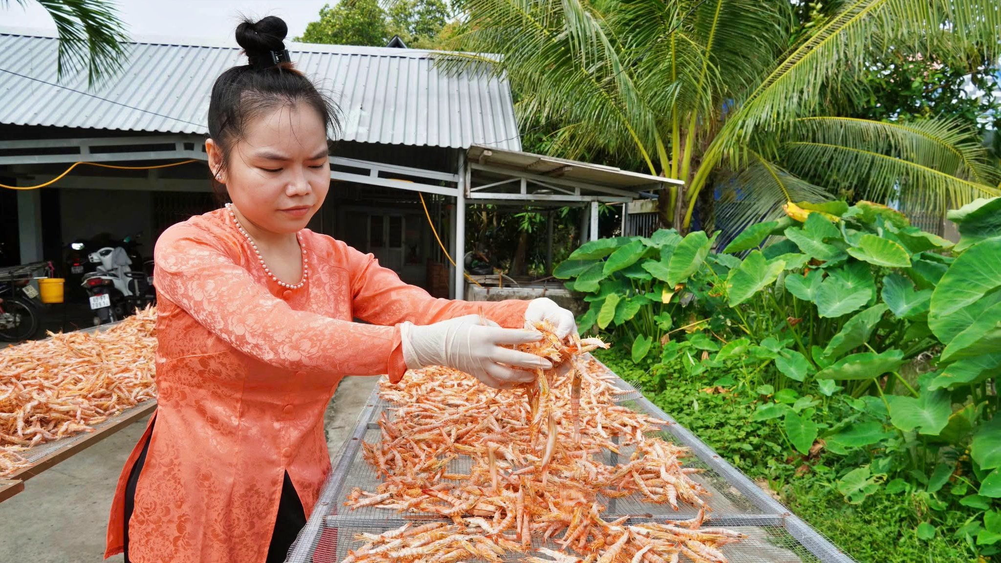 T&ocirc;m kh&ocirc; C&agrave; Mau tất bật v&agrave;o vụ Tết- Ảnh 8.