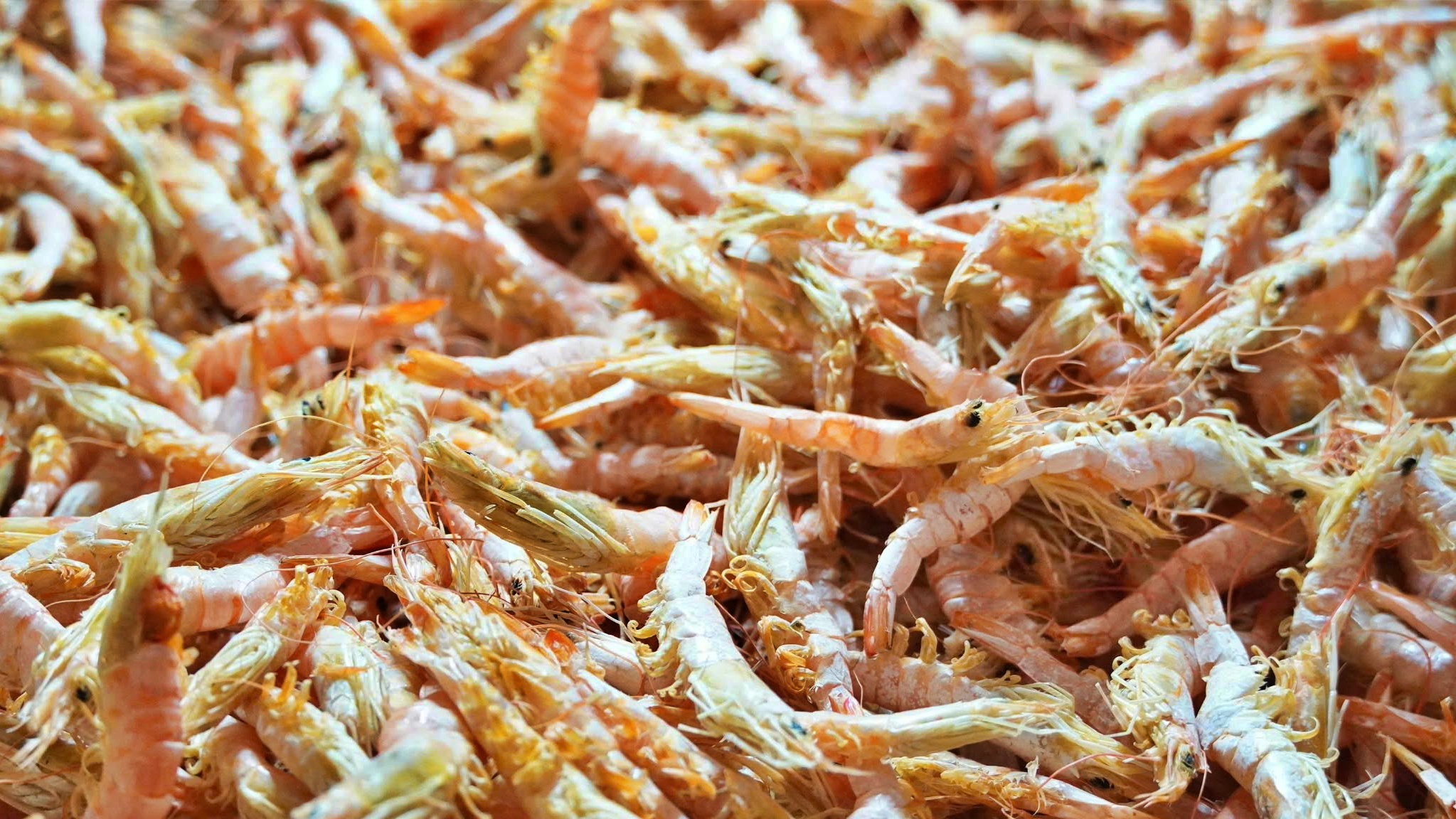 T&ocirc;m kh&ocirc; C&agrave; Mau tất bật v&agrave;o vụ Tết- Ảnh 5.