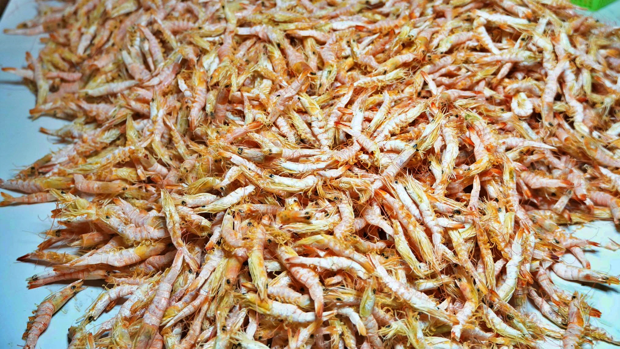 T&ocirc;m kh&ocirc; C&agrave; Mau tất bật v&agrave;o vụ Tết- Ảnh 2.