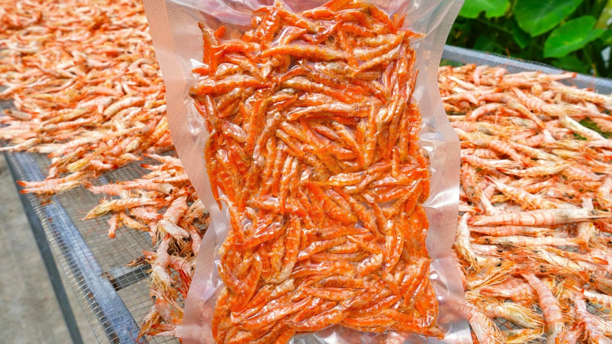 T&ocirc;m kh&ocirc; C&agrave; Mau tất bật v&agrave;o vụ Tết- Ảnh 3.