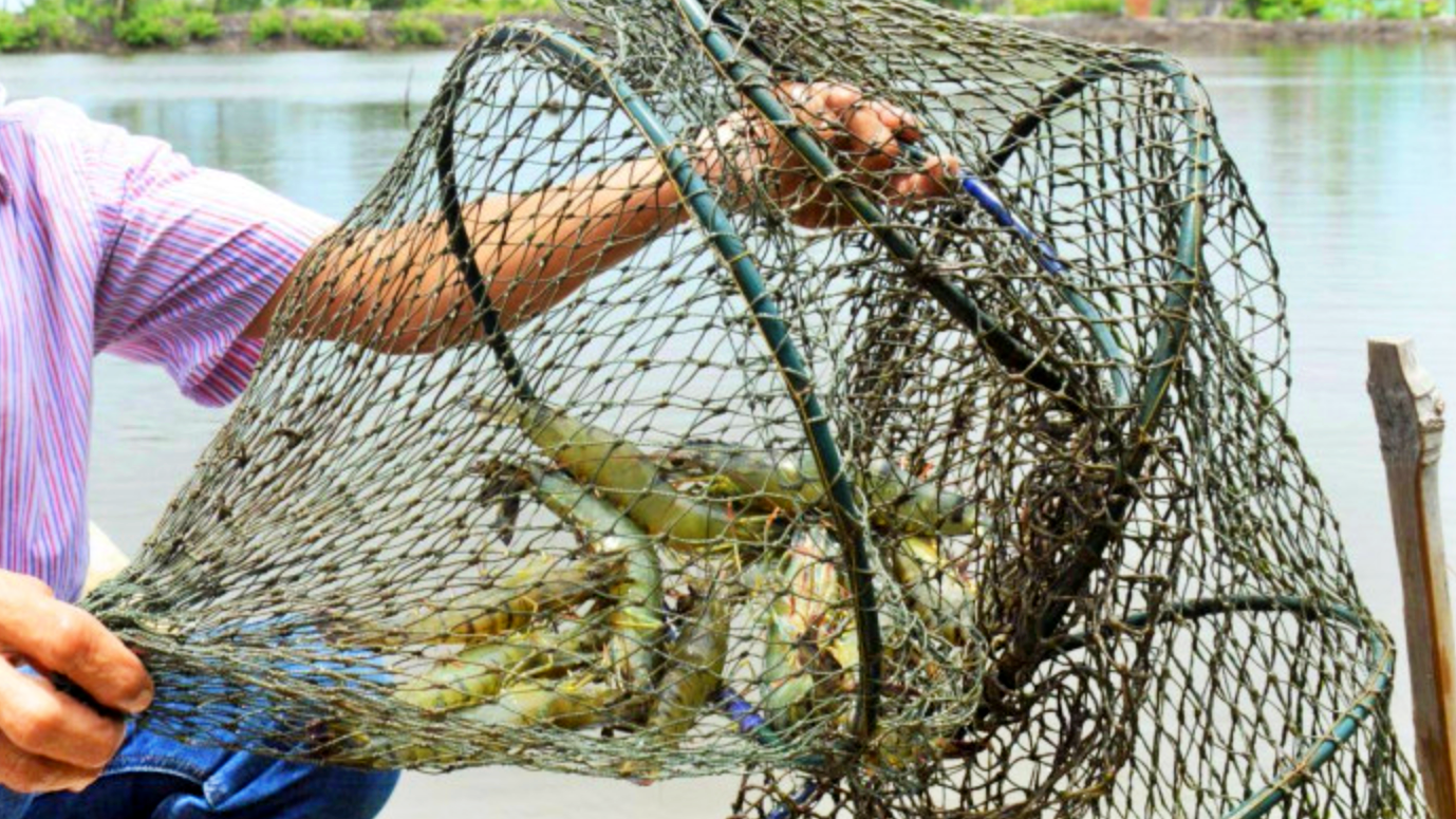 T&ocirc;m kh&ocirc; C&agrave; Mau tất bật v&agrave;o vụ Tết- Ảnh 1.