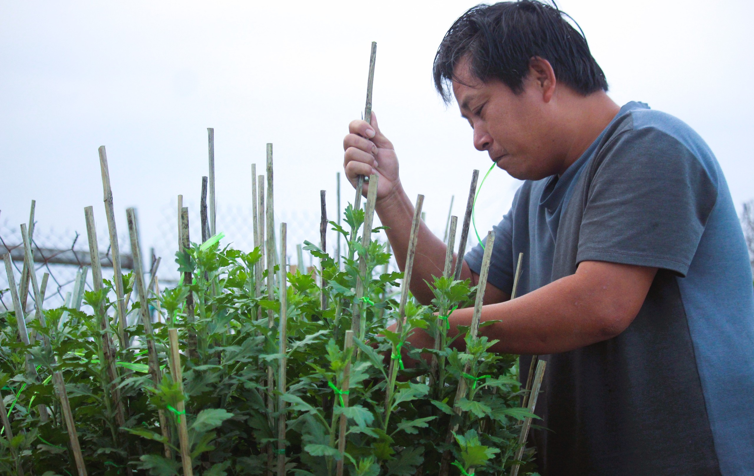 L&agrave;ng hoa Tết nức tiếng ở Quảng Trị tất bật v&agrave;o vụ- Ảnh 2.