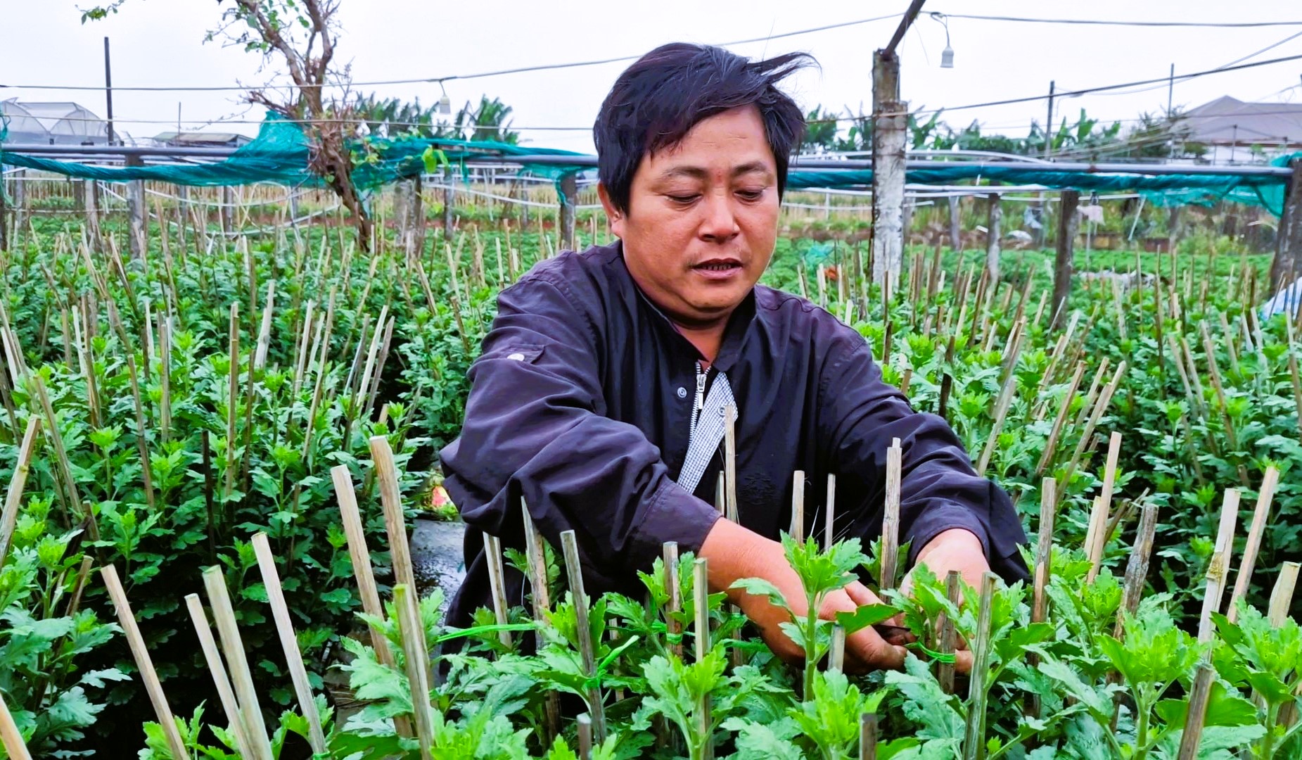 L&agrave;ng hoa Tết nức tiếng ở Quảng Trị tất bật v&agrave;o vụ- Ảnh 4.